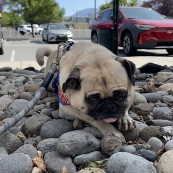 Rescue Pug Dogs for Adoption in Reno, Nevada - Bonnie | PetCurious