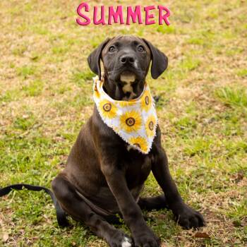 Mixed Breed Dogs Available for Adoption - Summer  | PetCurious