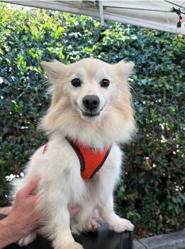 Rain -  Pomeranian and American Eskimo Dog Dog for Adoption in Placentia, California - Rain | PetCurious
