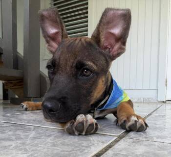 Benni -  Mixed Breed Dog for Adoption in Naranjito, Naranjito - Benni | PetCurious