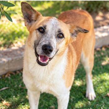 Sham -  Canaan Dog and Labrador Retriever Dog for Adoption in Franklin Township, New Jersey - Sham | PetCurious