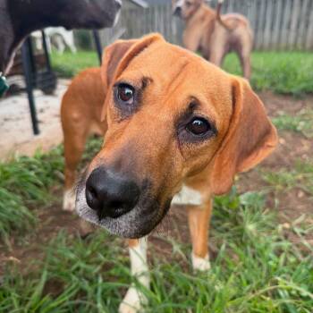 London -  Hound Dog for Adoption in Andersonville, Tennessee - London | PetCurious