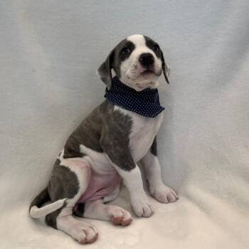 Shania Twain -  Pit Bull Terrier Dog for Adoption in Chesapeake, Virginia - Shania Twain | PetCurious