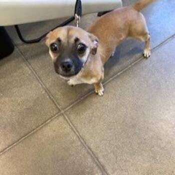 YORK-Stray-15918 -  Chihuahua and Pug Dog for Adoption in York, Pennsylvania - YORK-Stray-15918 | PetCurious