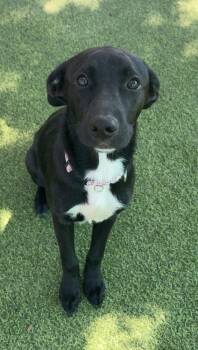 Starweaver -  Labrador Retriever Dog for Adoption in Lakeland, Florida - Starweaver | PetCurious
