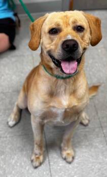 Kai -  Labrador Retriever Dog for Adoption in Sorrento, Louisiana - Kai | PetCurious