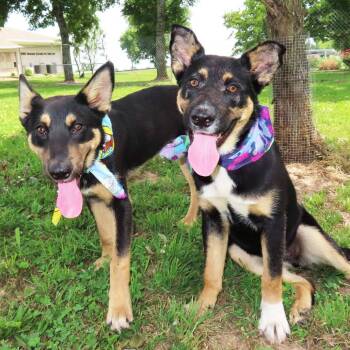 June Bug -  German Shepherd Dog and Mixed Breed Dog for Adoption in Wadena, Minnesota - June Bug | PetCurious