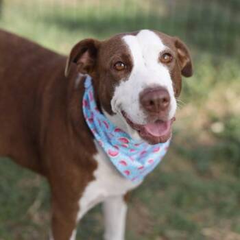 MAPLE -  Border Collie Dog for Adoption in San Antonio, Texas - MAPLE | PetCurious