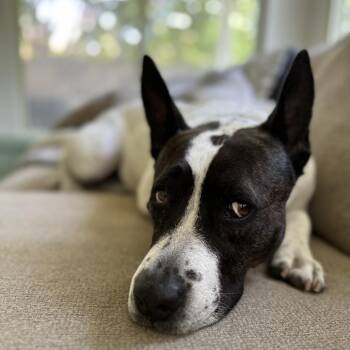 Rescue Australian Cattle Dog Blue Heeler Dogs for Adoption in Austin, Texas - Honey Bun | PetCurious