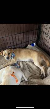 Chihuahua and Puggle Dogs Available for Adoption - Jilly | PetCurious