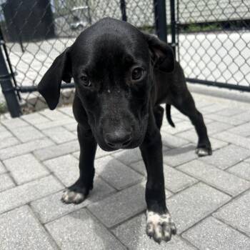 Splash -  Mixed Breed Dog for Adoption in Jupiter, Florida - Splash | PetCurious