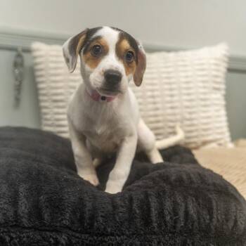 Flipper -  Labrador Retriever and Hound Dog for Adoption in Pawling, New York - Flipper | PetCurious