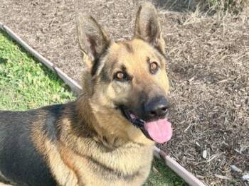 German Shepherd Dog Dogs Available for Adoption - Country Gravy | PetCurious