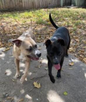 Labrador Retriever Dogs Available for Adoption - Jelly | PetCurious