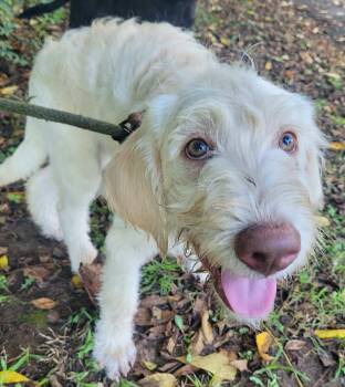 Leo 16 -  Labradoodle Dog for Adoption in Killingworth, Connecticut - Leo 16 | PetCurious