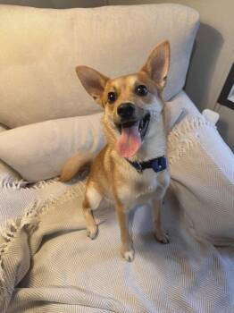 Shiba Inu and Pembroke Welsh Corgi Dogs Available for Adoption in Houston, Texas - OZZY | PetCurious