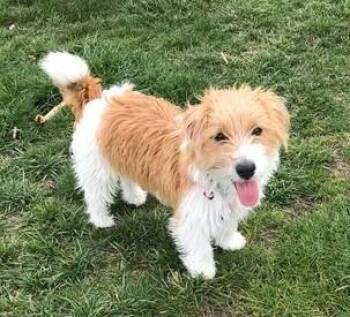 Winnie -  Jack Russell Terrier Dog for Adoption in Clatskanie, Oregon - Winnie | PetCurious
