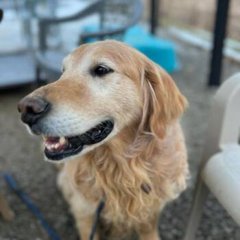 Golden Retriever Dogs Available for Adoption - Miss Pretty | PetCurious