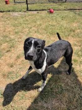 Pointer and Mixed Breed Dogs Available for Adoption in Conway, South Carolina - Itty | PetCurious