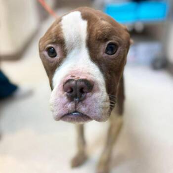 Herman -  American Staffordshire Terrier and Mixed Breed Dog for Adoption in New York, New York - Herman | PetCurious