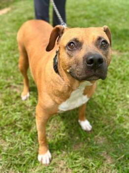 ELENA -  American Staffordshire Terrier and Mixed Breed Dog for Adoption in York, South Carolina - ELENA | PetCurious
