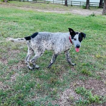 Australian Cattle Dog Blue Heeler and Cattle Dog Dogs Available for Adoption in Atlanta, Texas - Woody | PetCurious