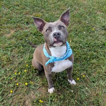 Brisket -  Mixed Breed Dog for Adoption in Columbiana, Alabama - Brisket | PetCurious