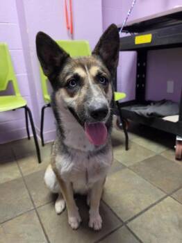 SKY -  Shepherd and Mixed Breed Dog for Adoption in El Paso, Texas - SKY | PetCurious