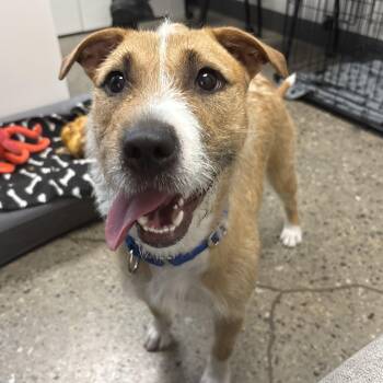 Petra -  Mixed Breed Dog for Adoption in Columbus, Ohio - Petra | PetCurious