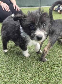 Wirehaired Terrier Dogs Available for Adoption - Pinto | PetCurious