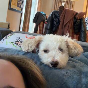 Bichon Frise Dogs Available for Adoption in Wichita, Kansas - Zack | PetCurious