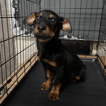Klaus -  Dachshund and Mixed Breed Dog for Adoption in Springtown, Texas - Klaus | PetCurious