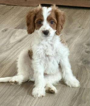 Cavalier King Charles Spaniel and Poodle Dogs Available for Adoption in Buffalo, New York - Ray | PetCurious