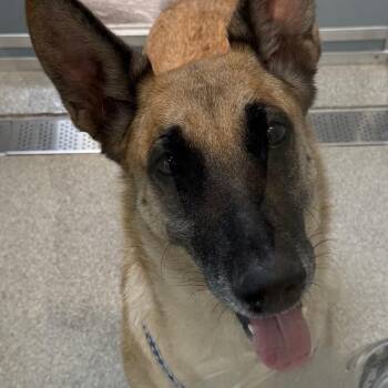Stardew -  Shepherd Dog for Adoption in Matteson, Illinois - Stardew | PetCurious