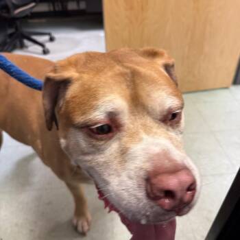 Major -  Yellow Labrador Retriever Dog for Adoption in Philadelphia, Pennsylvania - Major | PetCurious