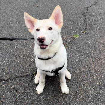 Dennis (Courtesy Posting) -  Golden Retriever and Mixed Breed Dog for Adoption in Hopkinton, Massachusetts - Dennis (Courtesy Posting) | PetCurious