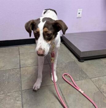 61771884 -  Pointer and Mixed Breed Dog for Adoption in El Paso, Texas - 61771884 | PetCurious