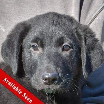 Rescue Newfoundland Dog and German Shepherd Dog Dogs for Adoption in Huntley, Illinois - Austin | PetCurious