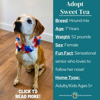 Sweet Tea -  Hound and Mixed Breed Dog for Adoption in Metamora, Michigan - Sweet Tea | PetCurious