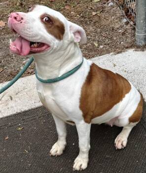 Rescue American Bulldog and American Bully Dogs for Adoption in Charlottesville, Virginia - Pandora, Pink Nose, Beautiful, Super Sweet. Loves To Play And Lo | PetCurious