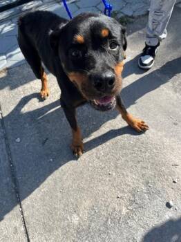 ALY -  Rottweiler Dog for Adoption in Doral, Florida - ALY | PetCurious