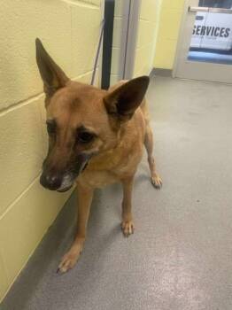 Rescue German Shepherd Dog and Mixed Breed Dogs for Adoption in Longview, Texas - Sydney | PetCurious