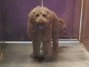 Standard Poodle and Mixed Breed Dogs Available for Adoption in Kansas City, Missouri - Lamont | PetCurious