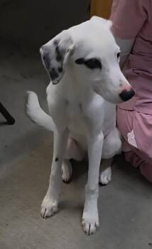 Ember -  Dalmatian Dog for Adoption in Conway, South Carolina - Ember | PetCurious