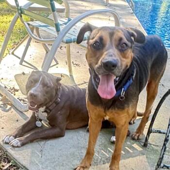Huebuck -  Hound Dog for Adoption in Brentwood, Tennessee - Huebuck | PetCurious