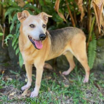 Rescue Mixed Breed Dogs for Adoption in Keaau, Hawaii - Ryu (COH-A-64987) | PetCurious