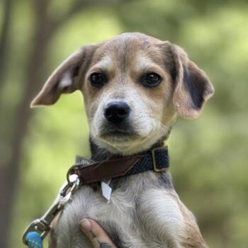 Cocker Spaniel and Beagle Dogs Available for Adoption in Locust Fork, Alabama - Latte | PetCurious