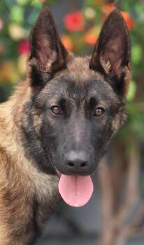 Willy von Wiesent -  German Shepherd Dog Dog for Adoption in Los Angeles, California - Willy Von Wiesent | PetCurious