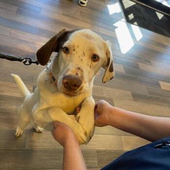 Pointer Dogs Available for Adoption - Ben | PetCurious