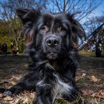 Rescue Terrier Dogs for Adoption in New York, New York - Jimmy Chew | PetCurious
